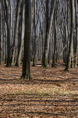 People rest in Spring forest at Holosiivskyi National Nature Park, Kyiv, Ukraine