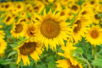 Obraz premium A field of sunflowers in England - selective focus on one flower