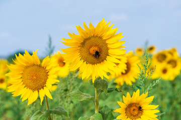 Obraz premium Bee on a sunflower - selective focus