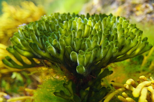 Green alga velvet horn seaweed close-up, Codium tomentosum, underwater in the ocean, Eastern Atlantic, Spain