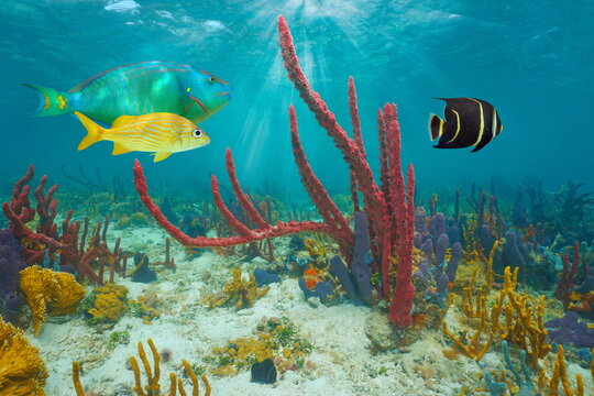 Caribbean sea colorful marine life underwater, tropical fish and sea sponges, Central America, Panama