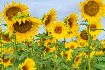 A field of sunflowers in England - selective focus on one flower