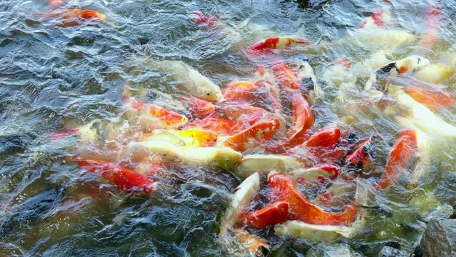A group of fish eating lunch