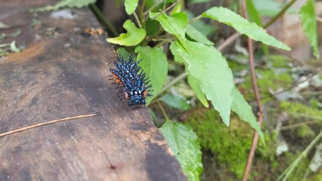 The larvae are black, with two rows of dorsal white spots. Head with a pair of branched spines