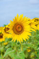 A field of sunflowers in England - selective focus on one flower