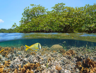 Mangrove in the sea with coral reef underwater, split level view over and under water surface in the Caribbean sea