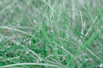 Morning dew on green grass close up photo. Drops of dew on the grass in defocus