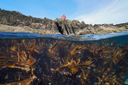 Rocky coastline with a lighthouse and kelp underwater, split level view over and under water surface, Atlantic ocean, Spain, Galicia, Rias Baixas