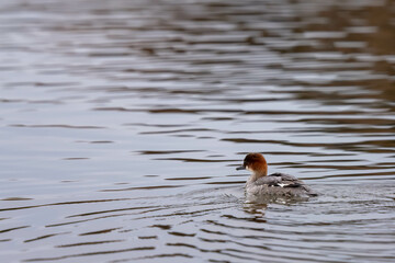A smew female is swimming in the lake