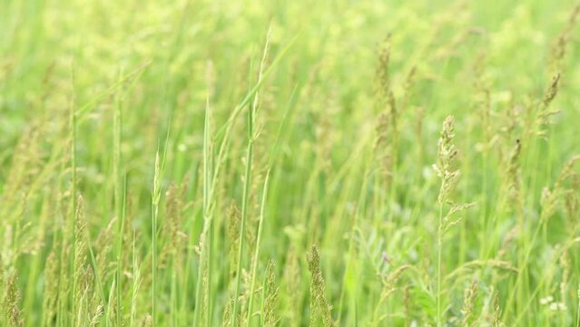 Heath bedstraw meadow grass in spring