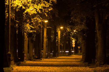 Night autumn park. Beautiful park. Background.