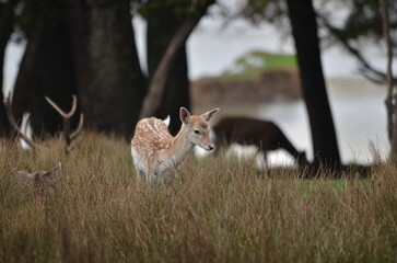 baby deer