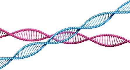 Blue and pink DNA code helix spirals 3D isolated