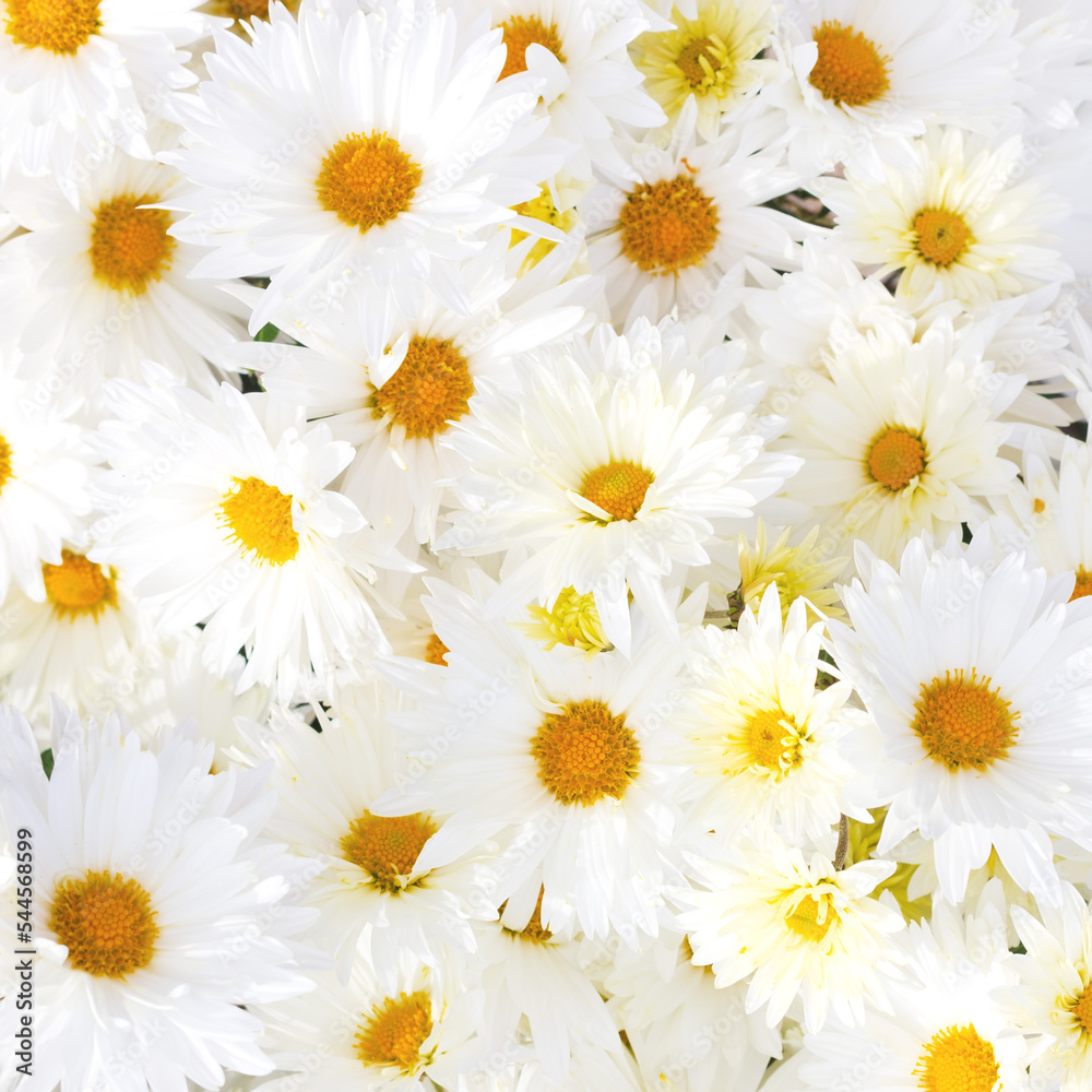 Wall mural beautiful autumn background with a bouquet of white chrysanthemums close up