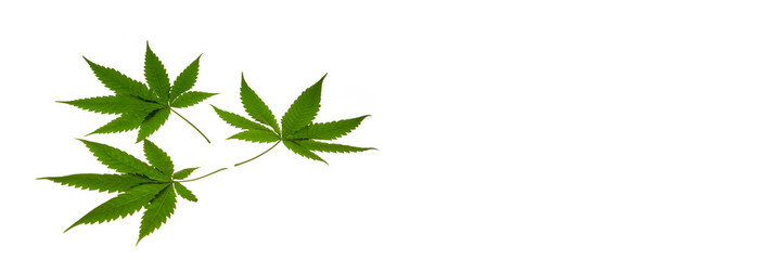 Green cannabis leaves isolated on white background. Growing medical marijuana. Horizontal photo....