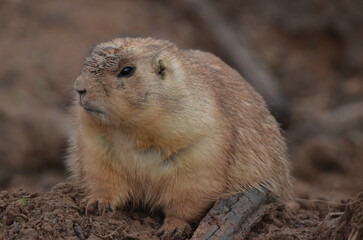 angry prairie dog 