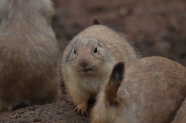 prairie dog 