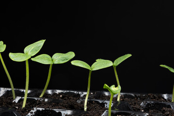 Growing cucumbers from seeds. Step 4 - First Sprouts