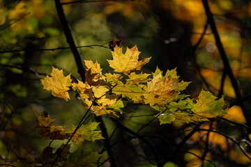 autumn leaves on a tree