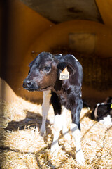 Newborn calves in livestock stall on cow farm © caftor