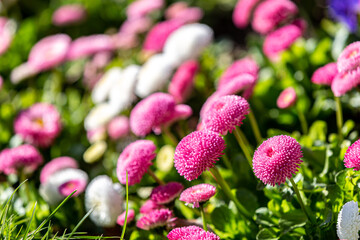 Pretty pink bellis daisies with a shallow depth of field © lemanieh