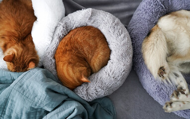 pets sleep in a warm bed in winter, pets rest