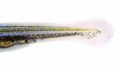 tail of a freshwater newly hatched fish under a light microscope, isolated on white