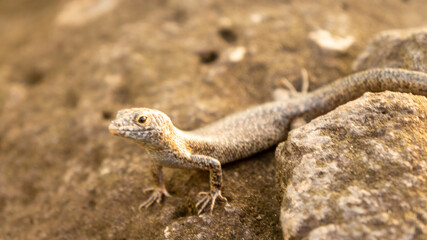 Naklejka na ściany i meble Mabuya a species of lizard in the Northeast region of Brazil
