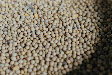Closeup with shallow depth of field of soybean exposed with natural light. Soybean in Indonesia usually used as a main ingredients of tofu and tempeh, local traditional food with high protein.