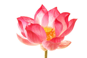 lotus flower