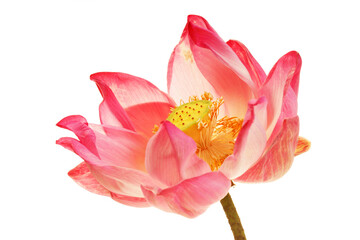lotus flower