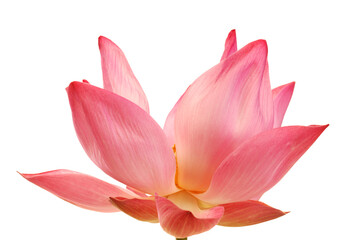 Fototapeta premium lotus flower