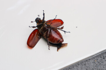 stag beetle