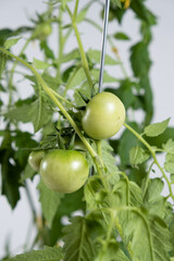 Growing tomatoes from seeds, step by step. Step 12 - lots of green tomatoes on branches.