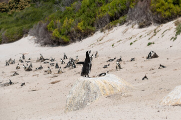 African penguins colony at Boulders beach, Cape Town