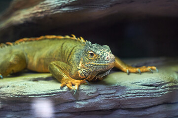 green iguana lies on a wooden branch. A lizard in a terrarium lights