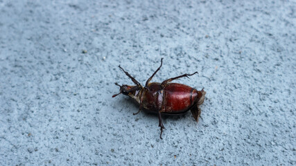 bug on wood