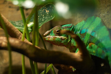 A green chameleon sits on a branch among leaves. A lizard in a terrarium. © vpankevich