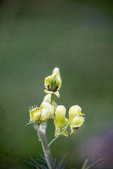 Plante fleur Pyrénées 