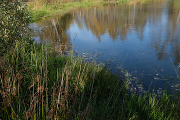 grass on the shore of a pond in the Moscow region in autumn