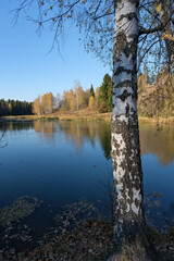 Birch on the bank of a forest river in the Moscow region in autumn