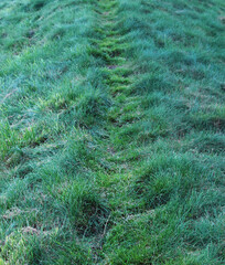 Grass in the wind outdoors.