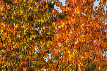 autumn leaves background