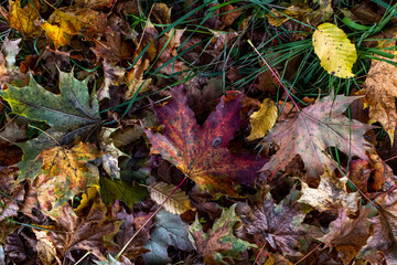 the fallen leaves, winter is coming 