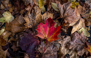 the fallen leaves, winter is coming 