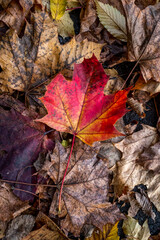 the fallen leaves, winter is coming 