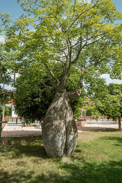 Chorisia Bilder Durchsuchen 833 Archivfotos, und