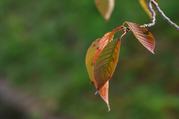 桜の紅葉