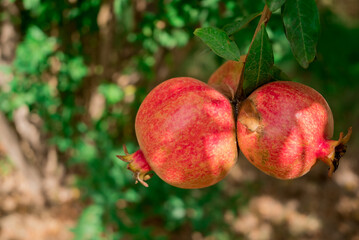 Close up of the pomegranate tree branch with fresh red pomegranates