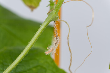 Dried wilted cucumber. Improper care when growing cucumbers, lack of light and excessive watering